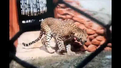 New leopards arrive at Rourkela zoo from Pune