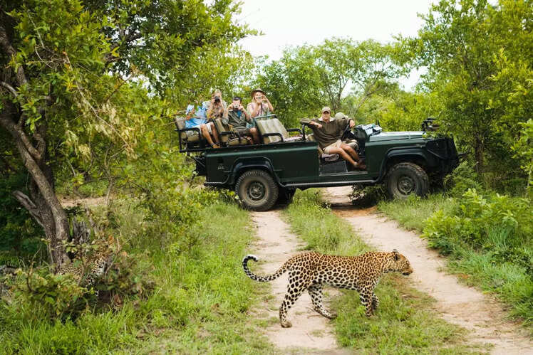 African Safaris