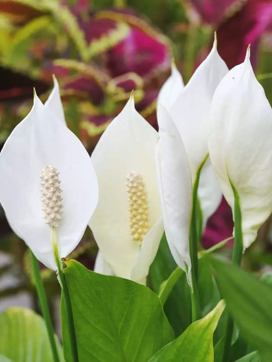 How to grow Peace lily at home and make it flower quickly