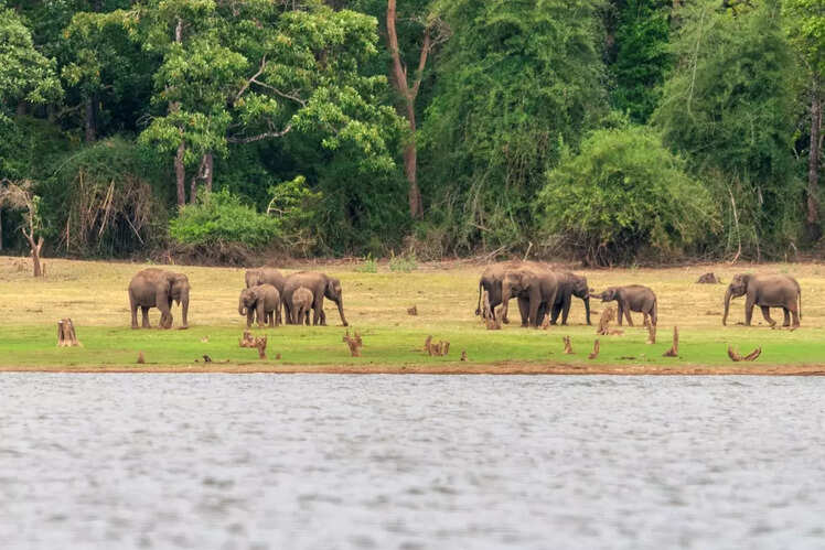 South India: Nagarhole and Bandipur National Parks (Karnataka)
