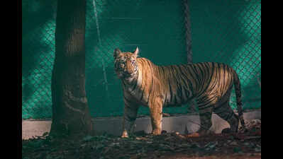 Tigress released into Similipal, explores northern part
