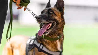 Mulugu police K9 dog Scamper, key to LWE operations, dies after illness