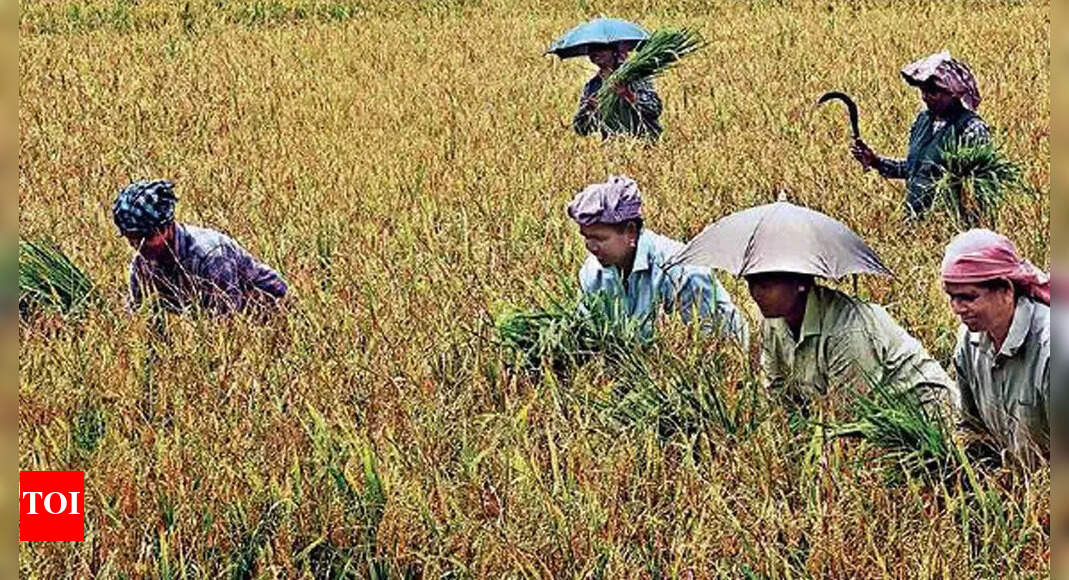 Record Paddy Procurement in Telangana Hits All-Time High | Hyderabad ...