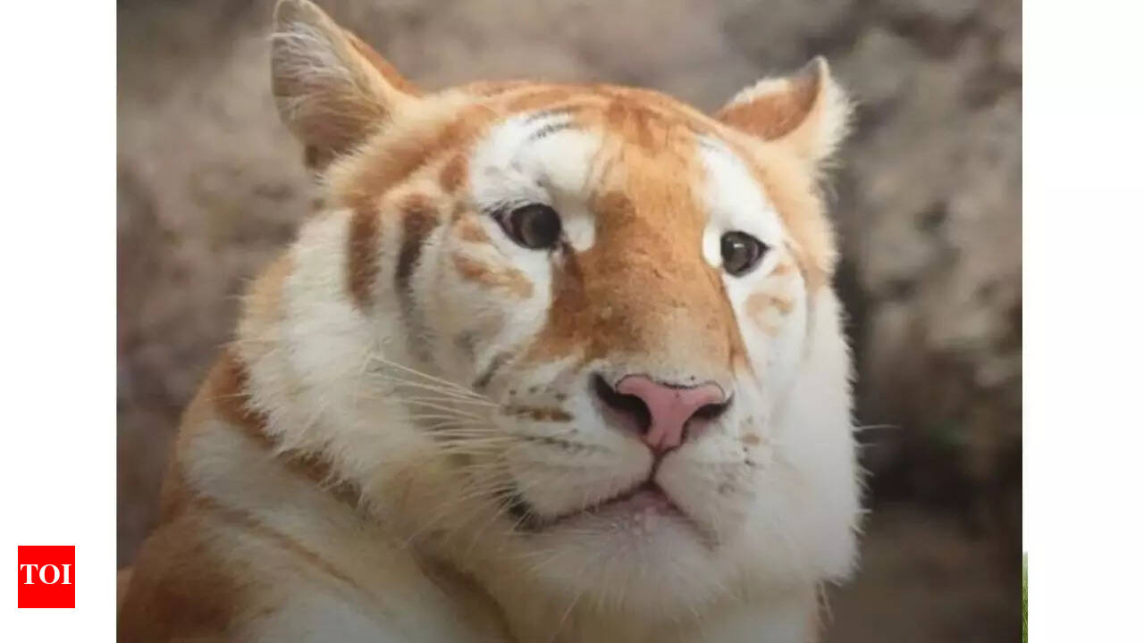 Pygmé Tiger