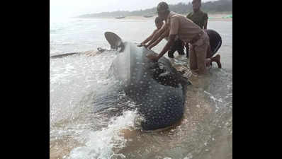 Whale shark washes ashore, found dead later