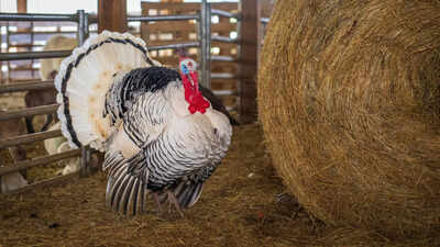 PETA’s undercover video alleges Butterball’s Thanksgiving Turkeys are