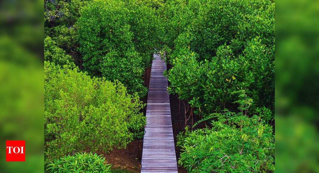Forest corp opens community-run Surla campsite for nature tourism | Goa ...