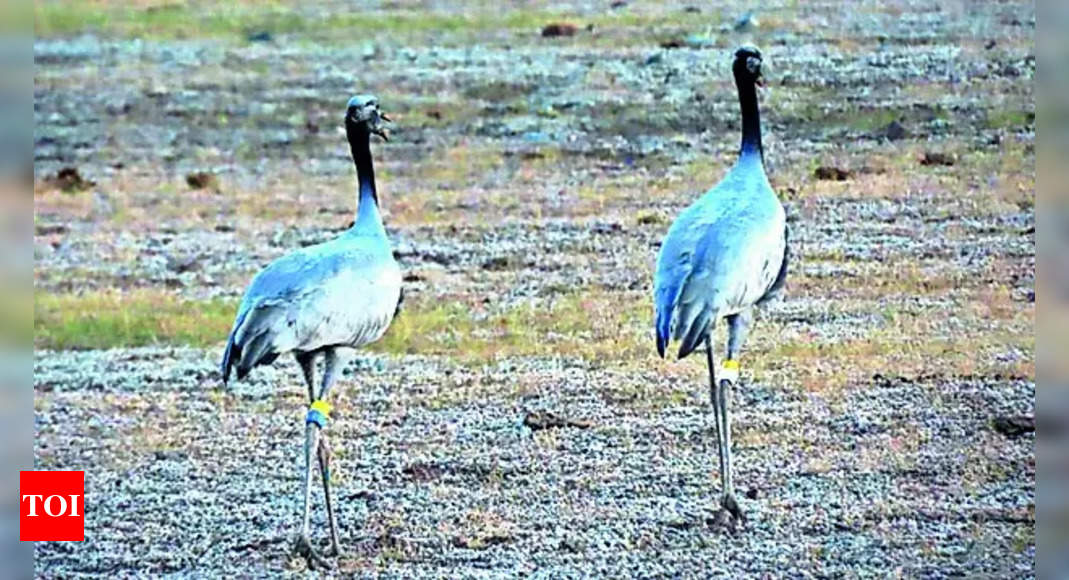 Siberia to Rajasthan, crane sets a flight record – 3,676 km | India News – Times of India