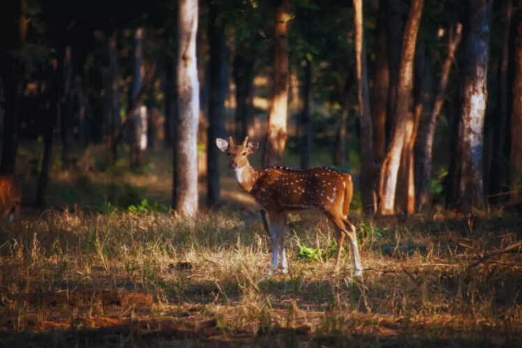 Kuno National Park