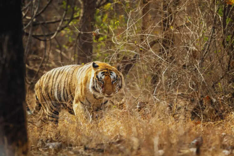 Panna National Park