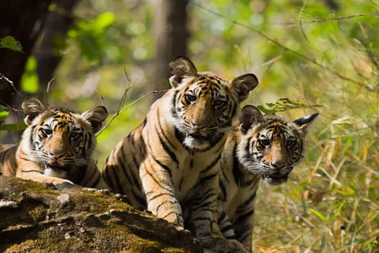 Bandhavgarh National Park