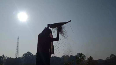 Andhra pradesh farmers hasten paddy harvesting amid cyclone alert