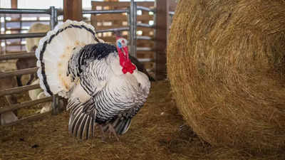 Butterball is accused of abuse by Turkey: disturbing footage triggers disgust among Internet users