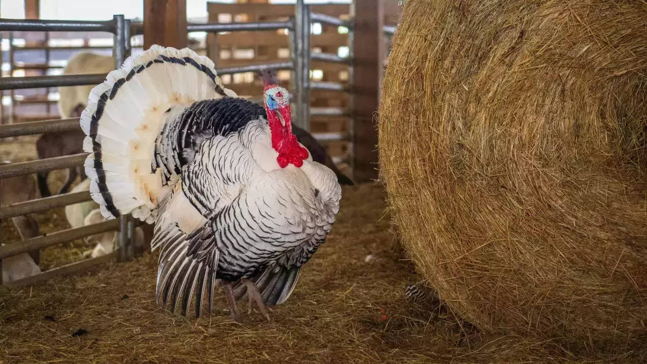 Buvi yoki bobo jinsiy aloqa