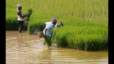 Farmers hasten paddy harvest amid cyclone alert