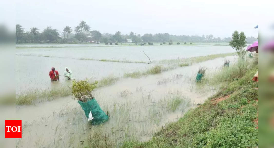 Cauvery Delta Flooded; Thousands of Acres Inundated