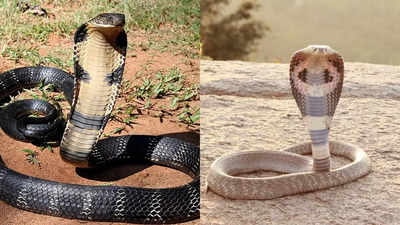 King cobra vs Indian cobra: Know the key differences and who would win a fight