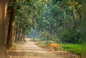 Top national parks to visit in India in December to see tigers