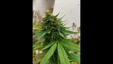 Eagle unit to combat drug menace in state