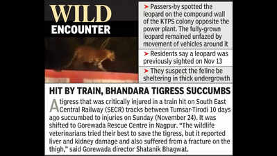 Leopard sighting sparks fear in Koradi colony near Nagpur