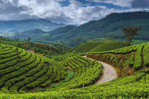 5 things that will make you fall in love with Munnar instantly