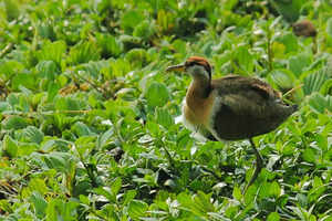 Wild Delhi: A quick guide to Okhla Bird Sanctuary in Delhi-NCR