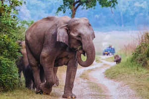 How sustainable is &lsquo;sustainable wildlife tourism&rsquo; in India?