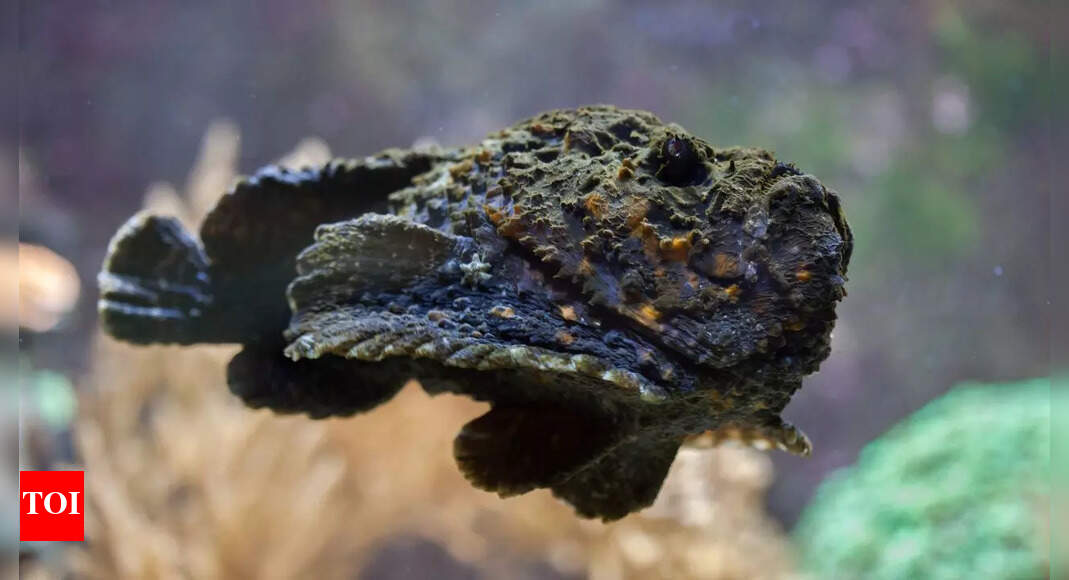 ‘Stonefish’ that looks like a rock can poison and kill those who step ...