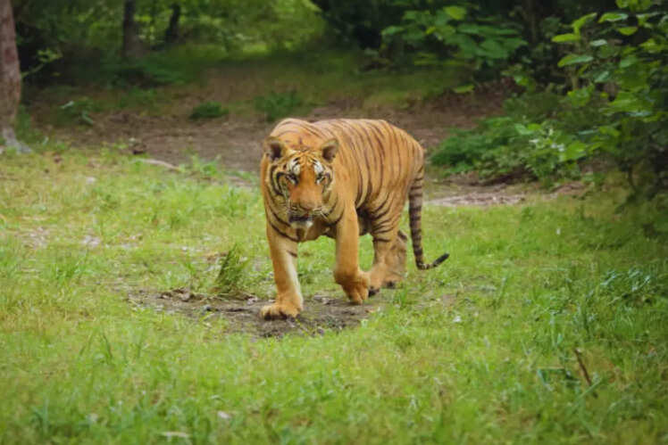 Amangarh Tiger Reserve: Uttar Pradesh and Uttarakhand
