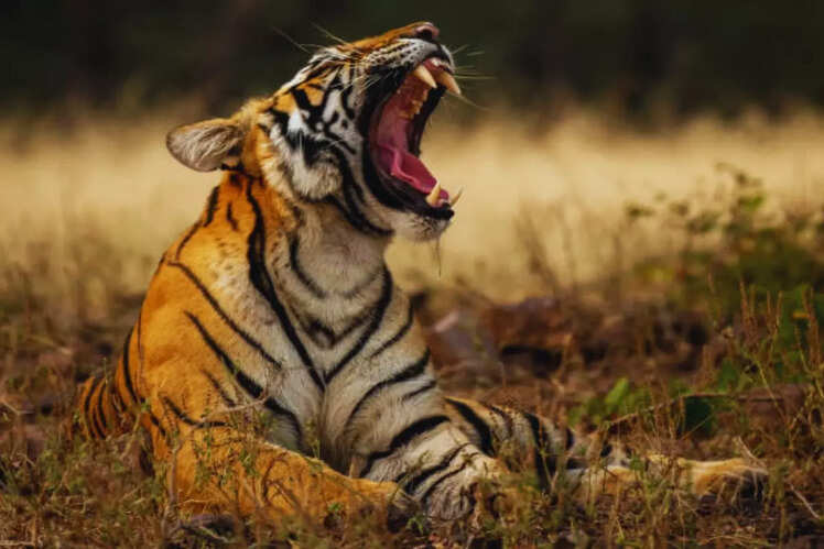 Pench Tiger Reserve: Madhya Pradesh and Maharashtra