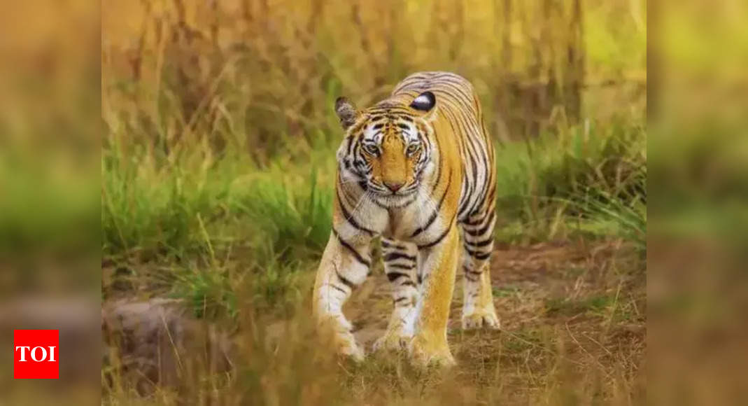 A day after killing a woman, tiger attacks man in Sirpur