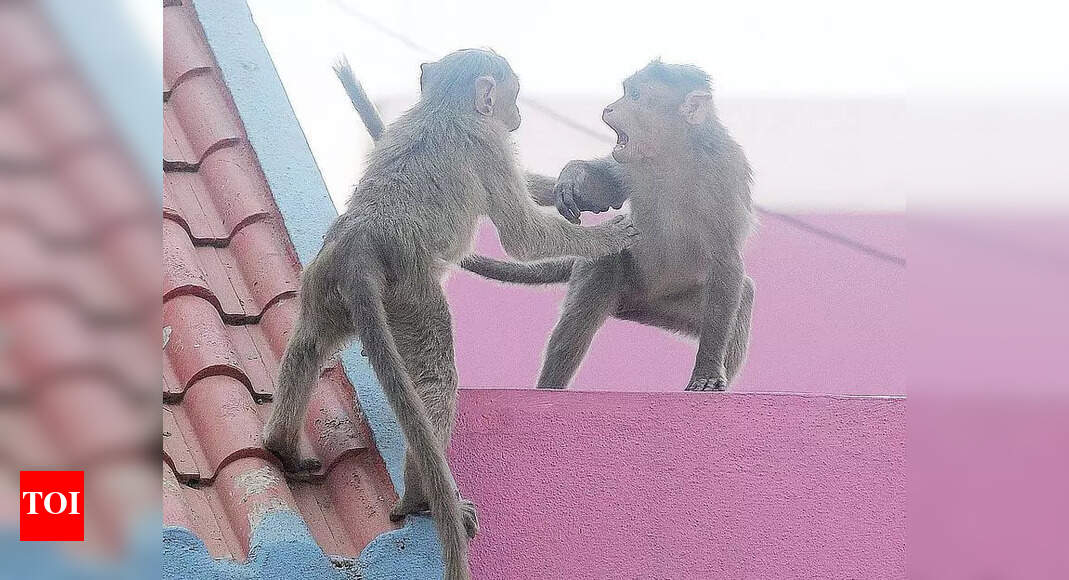 Jaipur Launches Urgent Monkey Catching Drive to Combat Rising Menace ...