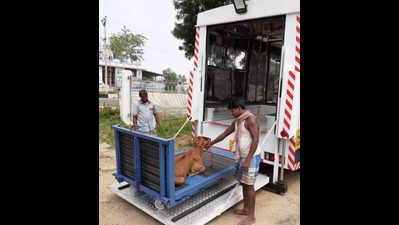 Mobile clinics help ailing animals in rural areas