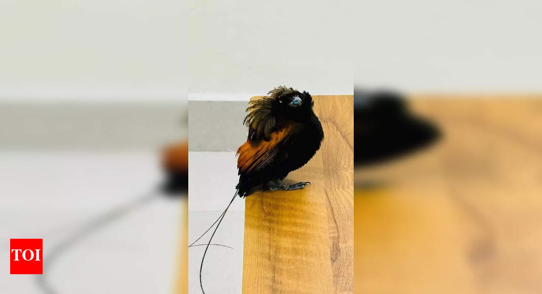 Customs Officials Seize 14 Endangered Exotic Birds at Kochi Airport ...