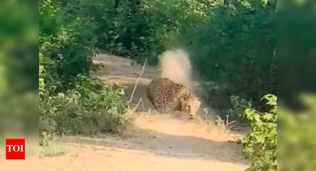Villagers Successfully Capture Leopard in Bhilwara, Rajasthan | Jaipur ...