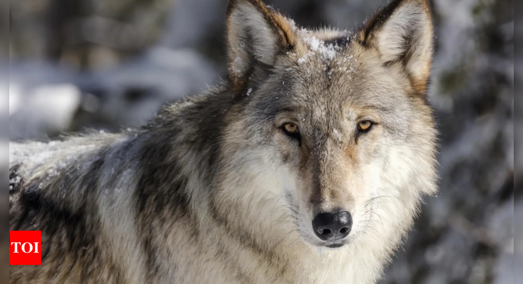 European Commission considers weakening protections for gray wolves: A have a look at the controversy – Times of India