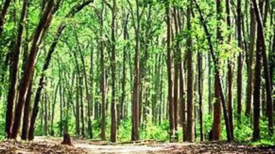 23 lakh hectare of forest gone? NGT seeks report