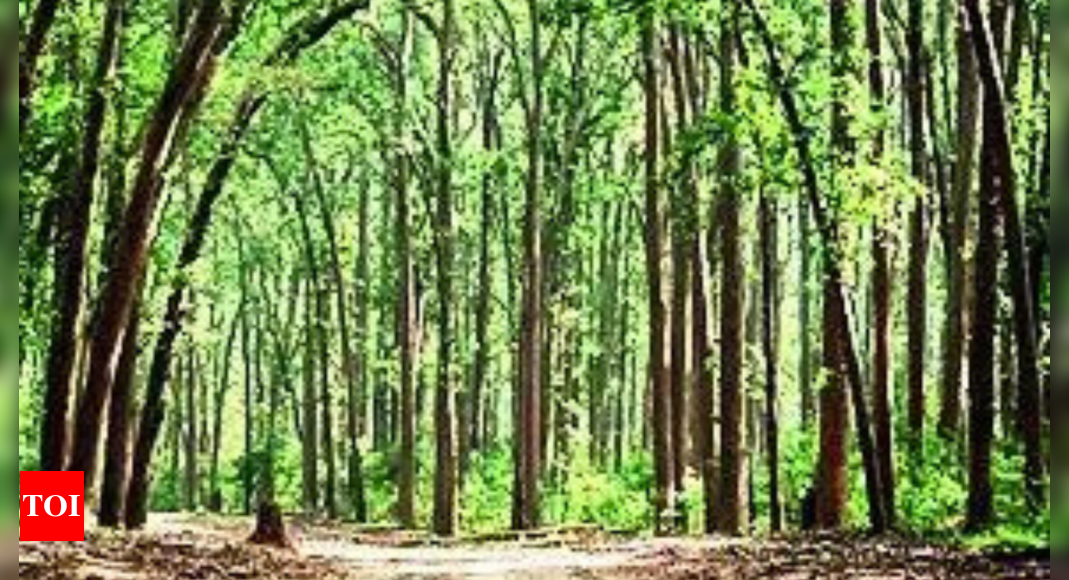 23 lakh hectare of forest gone? NGT seeks report | Dehradun News – Times of India