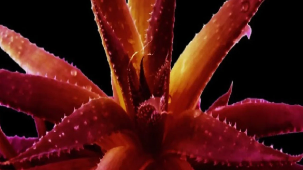 Red Aloe Vera for clear, glowing skin: Nature's best kept secret - Times of  India