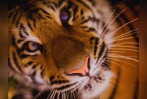 Wild frames: 5 best places to photograph tigers, leopards,and India&rsquo;s untamed wildlife