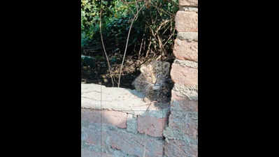 Leopard cubs found in Terai forests die despite rescue efforts