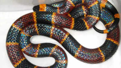 Coral snakes: Know its characteristics, venom, behavior, and their ecological impact