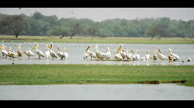 Record Bird Populations in Gujarat's Nalsarovar and Thol Sanctuaries