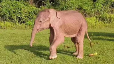 Chhattisgarh villagers dig path to help jumbo calf trapped in pit