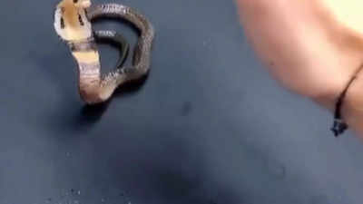 ‘So cute but deadly’: Man petting baby cobra sparks awe and safety concerns | Watch viral video