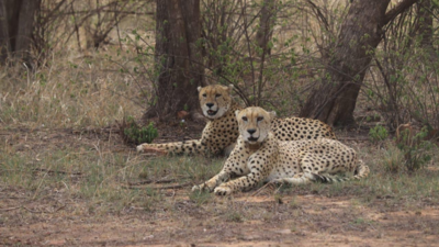 India celebrates International Cheetah Day with the release of two male cheetahs into the wild