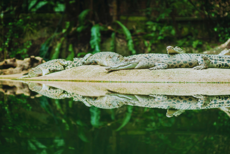 Singapore Zoo & Night Safari
