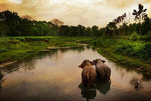 8 must-visit national parks in Northeast India this winter