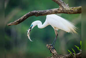 South India's premier bird sanctuaries to explore this winter