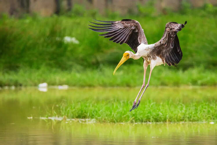 Point Calimere Wildlife and Bird Sanctuary, Tamil Nadu